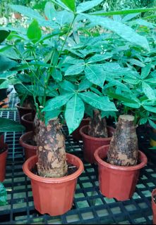 (Category: ) located in . Submitted by gardenfunfarm (Listing ID 1452033095, Image 1). Description: .
