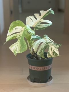 （分類：）位於 。 由 michellesmc 提交（商品編號 1452043793，圖片 1）。簡介： 。