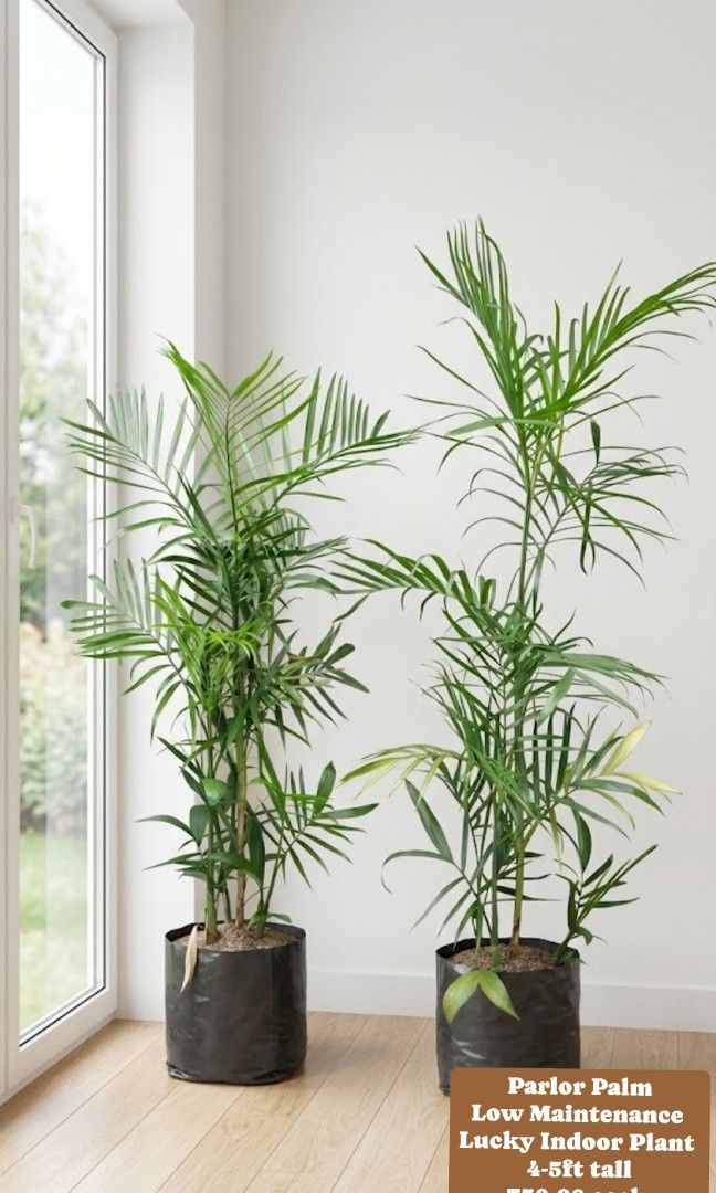 Parlor Palm Low Maintenance 4-5ft (Category: Plants & Seeds) located in Paranaque City. Submitted by mherz_ariel (Listing ID 1451969821, Image 1). Description: .