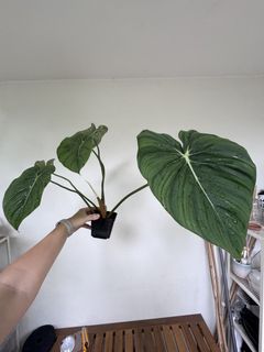 (Category: ) located in . Submitted by botanicalcat (Listing ID 1451920098, Image 1). Description: .
