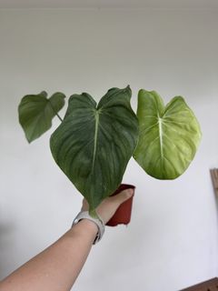 (Category: ) located in . Submitted by botanicalcat (Listing ID 1451920371, Image 1). Description: .
