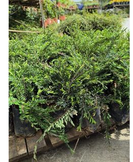 (Category: ) located in . Submitted by gardenfunfarm (Listing ID 1451996413, Image 1). Description: .