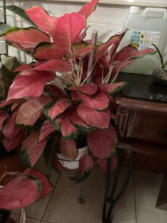 (Category: ) located in . Submitted by ngmdm (Listing ID 1452021416, Image 1). Description: .