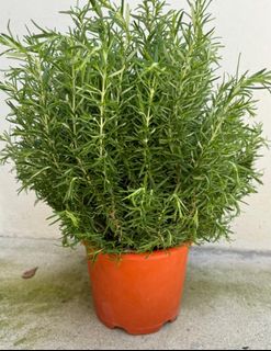 (Category: ) located in . Submitted by gardenfunfarm (Listing ID 1451994602, Image 1). Description: .