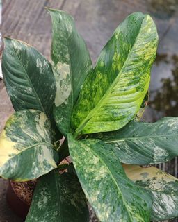 (Category: ) located in . Submitted by plantcorner (Listing ID 1451991880, Image 1). Description: .