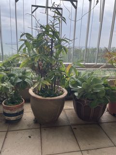 (Category: ) located in . Submitted by shw19 (Listing ID 1451827764, Image 1). Description: .