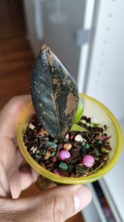 (Category: ) located in . Submitted by desmoteoh (Listing ID 1451982871, Image 1). Description: .
