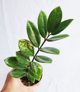 (Category: ) located in . Submitted by goodflorist (Listing ID 1452004767, Image 1). Description: .