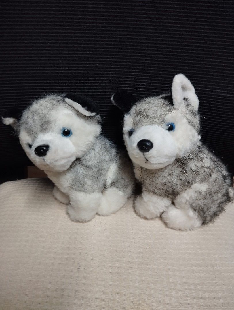 2x Husky Dog Plush Toys (Category: Plushies & Soft Toys) located in Pasig City. Submitted by cityshopperph (Listing ID 1452299444, Image 1). Description: - Two adorable husky plush toys - Features bright blue eyes - Soft grey and white fur - Ideal for children or plush collectors - Looking for a new loving home!.