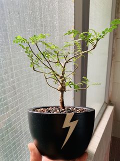（分類：）位於 。 由 plants3721 提交（商品編號 1452134533，圖片 1）。簡介： 。