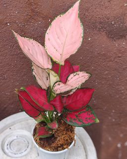 (Category: ) located in . Submitted by plantcorner (Listing ID 1452228673, Image 1). Description: .