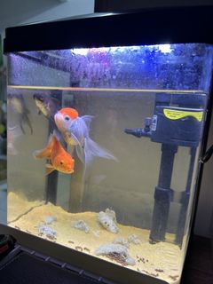 (Category: ) located in . Submitted by manjahh (Listing ID 1452249474, Image 1). Description: .