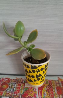 (Category: ) located in . Submitted by ctbest (Listing ID 1452109981, Image 1). Description: .