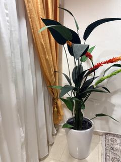 (Category: ) located in . Submitted by nurnorfa (Listing ID 1452269359, Image 1). Description: .