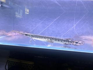 (Category: ) located in . Submitted by gunter67 (Listing ID 1452259785, Image 1). Description: .