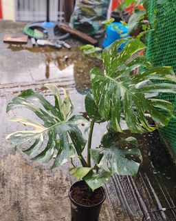 (Category: ) located in . Submitted by plantcorner (Listing ID 1452228513, Image 1). Description: .