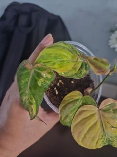 (Category: ) located in . Submitted by happygrowing (Listing ID 1452115678, Image 1). Description: .