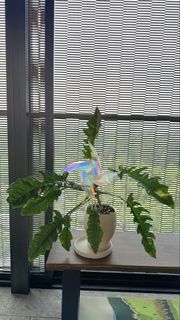 (Category: ) located in . Submitted by strings (Listing ID 1452112510, Image 1). Description: .