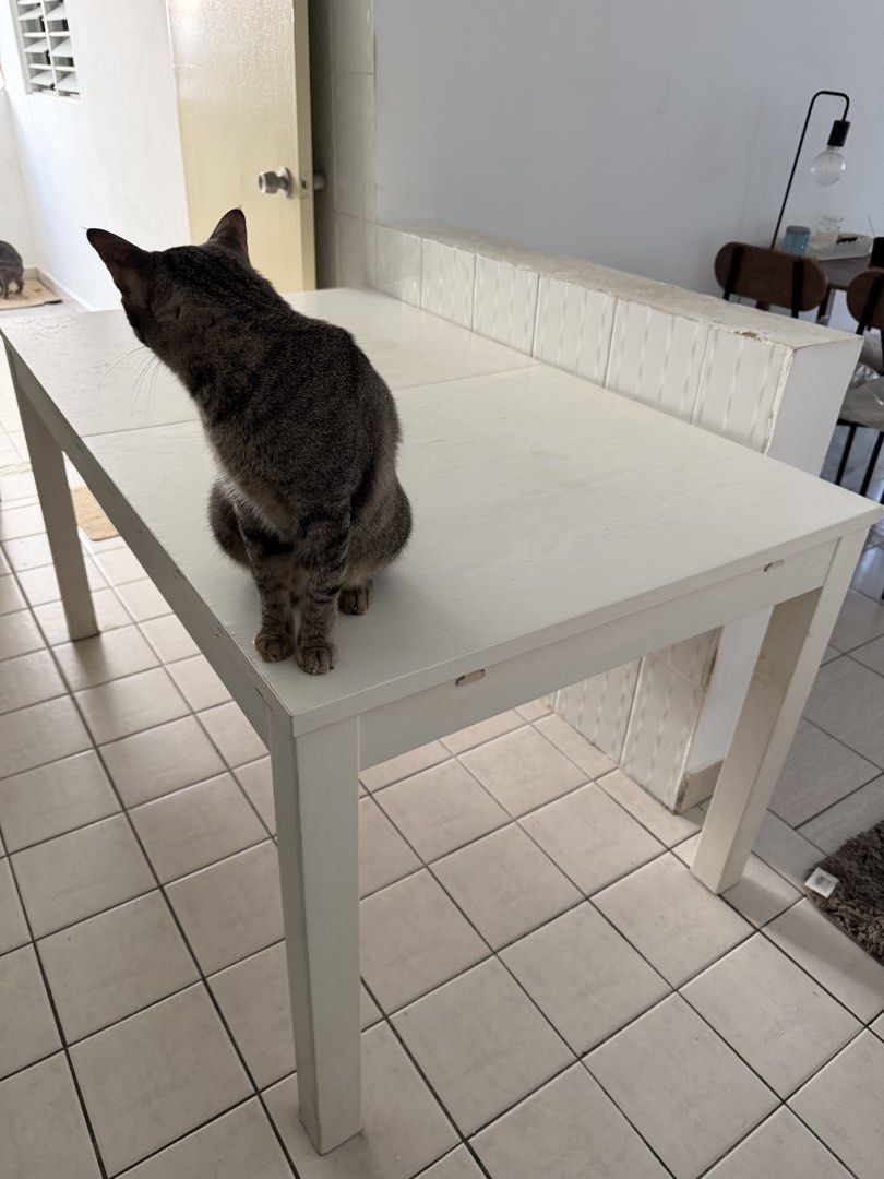 White Extendable Dining Table (Category: Tables & Sets) located in Petaling Jaya. Submitted by widasaifuddin (Listing ID 1452220771, Image 1). Description: - Extendable white dining table - adjustable size for flexibility - Ideal for small spaces or hosting guests - Flat, easy-to-wipe clean surface - Sturdy legs for stability - Perfect for kitchen or dining area - Feel free to ask any questions!.