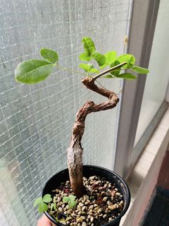 （分類：）位於 。 由 plants3721 提交（商品編號 1452373275，圖片 1）。簡介： 。
