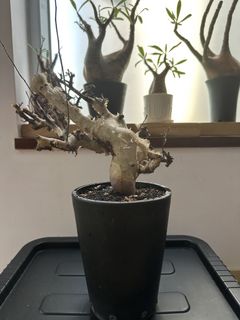 （分類：）位於 。 由 budget_for_u 提交（商品編號 1452401833，圖片 1）。簡介： 。