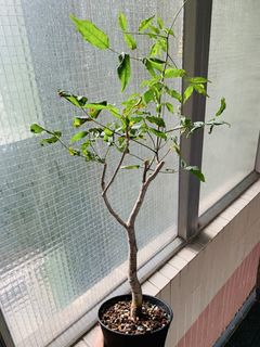 （分類：）位於 。 由 plants3721 提交（商品編號 1452374837，圖片 1）。簡介： 。