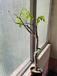 （分類：）位於 。 由 plants3721 提交（商品編號 1452372478，圖片 1）。簡介： 。