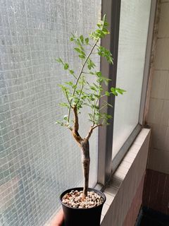 （分類：）位於 。 由 plants3721 提交（商品編號 1452374210，圖片 1）。簡介： 。