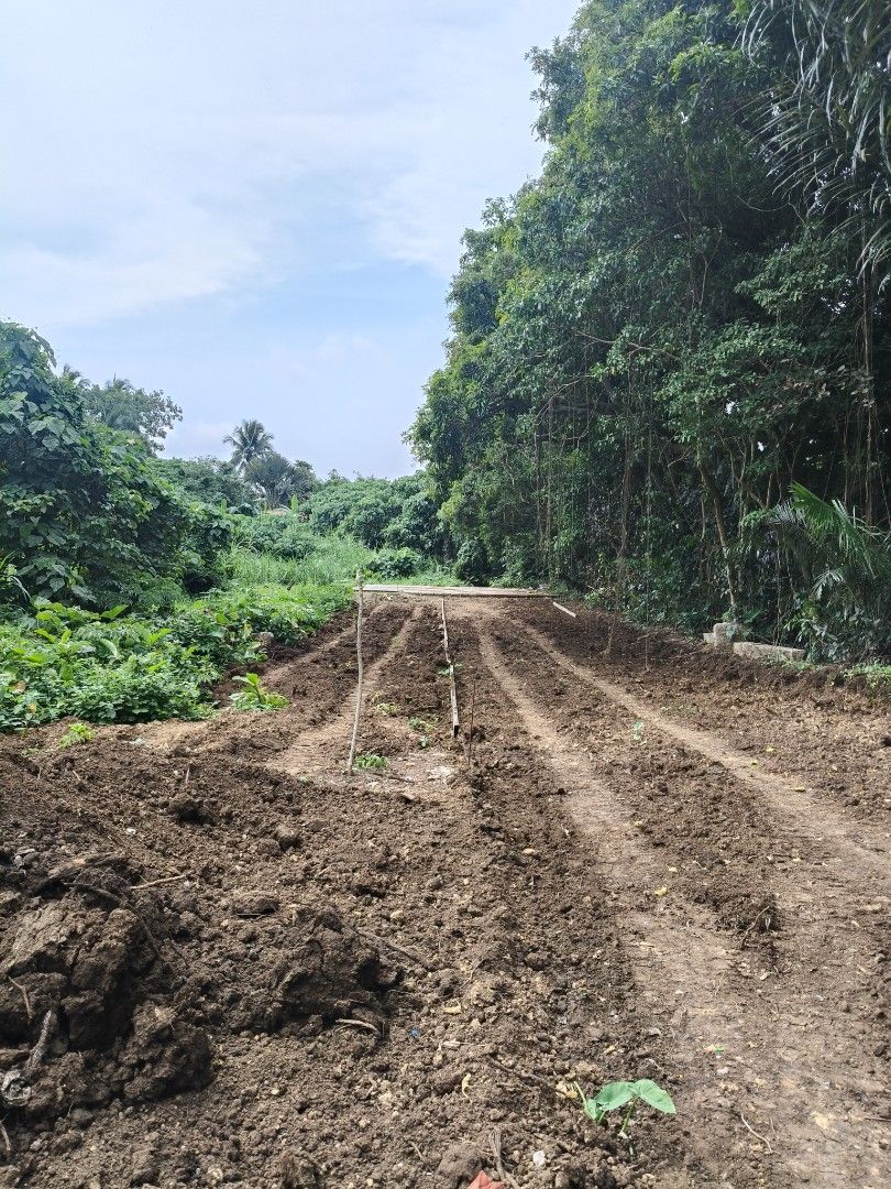 Affordable Lot in Alfonso Cavite (Category: Lot) located in Manila. Submitted by jjmorealty (Listing ID 1452360373, Image 2). Description: 6.3k per sqm 250 sqm 8mins away from tagaytay.