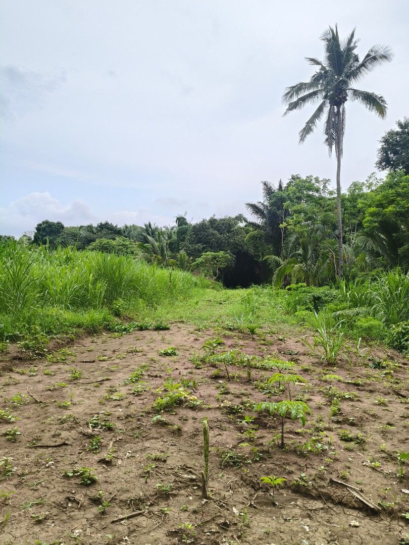 Affordable Lot in Alfonso Cavite (Category: Lot) located in Manila. Submitted by jjmorealty (Listing ID 1452360373, Image 1). Description: 6.3k per sqm 250 sqm 8mins away from tagaytay.