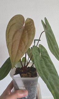 (Category: ) located in . Submitted by ywc1982 (Listing ID 1415629514, Image 1). Description: .
