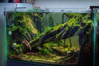 (Category: ) located in . Submitted by aquaphilic (Listing ID 1452446059, Image 1). Description: .