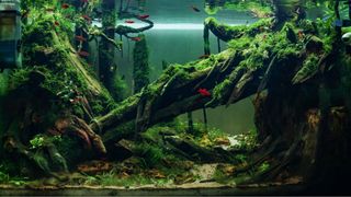 (Category: ) located in . Submitted by aquaphilic (Listing ID 1452446059, Image 1). Description: .