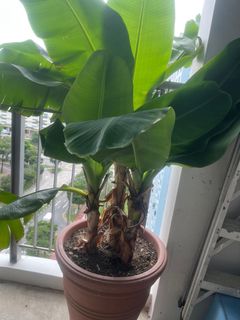 (Category: ) located in . Submitted by hau_hua88 (Listing ID 1452415295, Image 1). Description: .