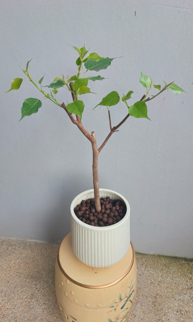 Bonsai Bodhi Tree (Category: Plants & Seeds) located in Singapore. Submitted by hongmeiliu06 (Listing ID 1452338708, Image 3). Description: .