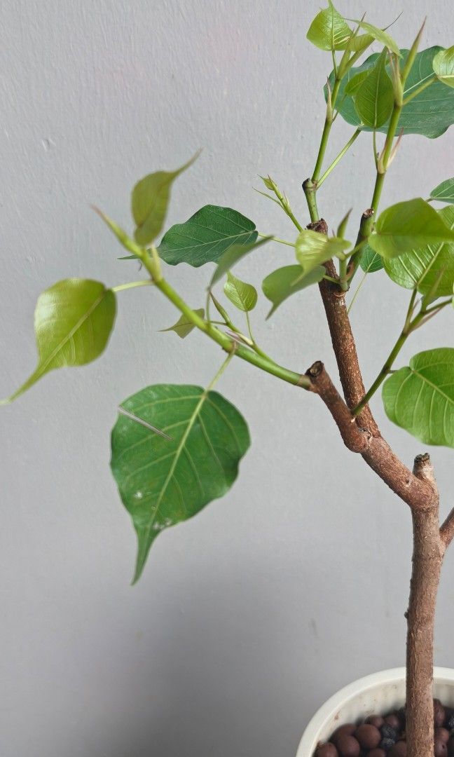 Bonsai Bodhi Tree (Category: Plants & Seeds) located in Singapore. Submitted by hongmeiliu06 (Listing ID 1452338708, Image 2). Description: .