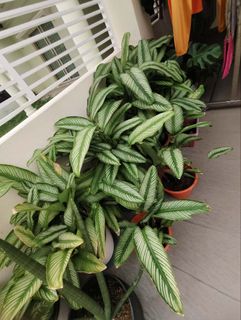 (Category: ) located in . Submitted by ccv0104 (Listing ID 1452451900, Image 1). Description: .