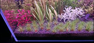 (Category: ) located in . Submitted by tom.chua (Listing ID 1452425917, Image 1). Description: .