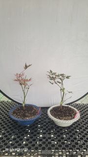 (Category: ) located in . Submitted by acer_folia_13 (Listing ID 1452475159, Image 1). Description: .