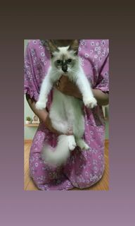 (Kategori: ) berada di . Dikirim oleh syifaazzah74644 (ID iklan 1452465803, Gambar 1). Deskripsi: .