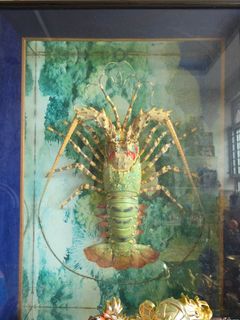 Taxidermy For Sale | Carousell Singapore