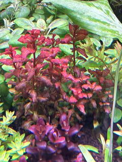 (Category: ) located in . Submitted by aquaticplantssengkang (Listing ID 1452324860, Image 1). Description: .