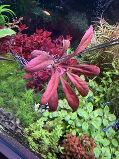 (Category: ) located in . Submitted by aquaticplantssengkang (Listing ID 1452324263, Image 1). Description: .