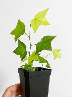 （分類：）位於 。 由 greennook 提交（商品編號 1452633663，圖片 1）。簡介： 。