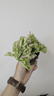 （分類：）位於 。 由 tsetk 提交（商品編號 1452572514，圖片 1）。簡介： 。