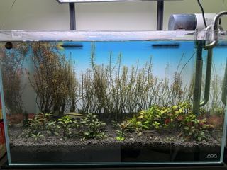 （分類：）位於 。 由 jwyl1 提交（商品編號 1452529894，圖片 1）。簡介： 。
