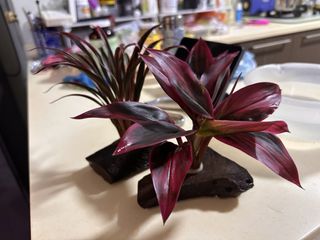 (Category: ) located in . Submitted by giftsnsuch (Listing ID 1452559179, Image 1). Description: .