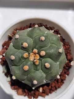 (Category: ) located in . Submitted by all4cactus (Listing ID 1452586080, Image 1). Description: .