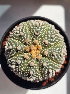 (Category: ) located in . Submitted by all4cactus (Listing ID 1452609575, Image 1). Description: .