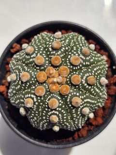 (Category: ) located in . Submitted by all4cactus (Listing ID 1452607696, Image 1). Description: .